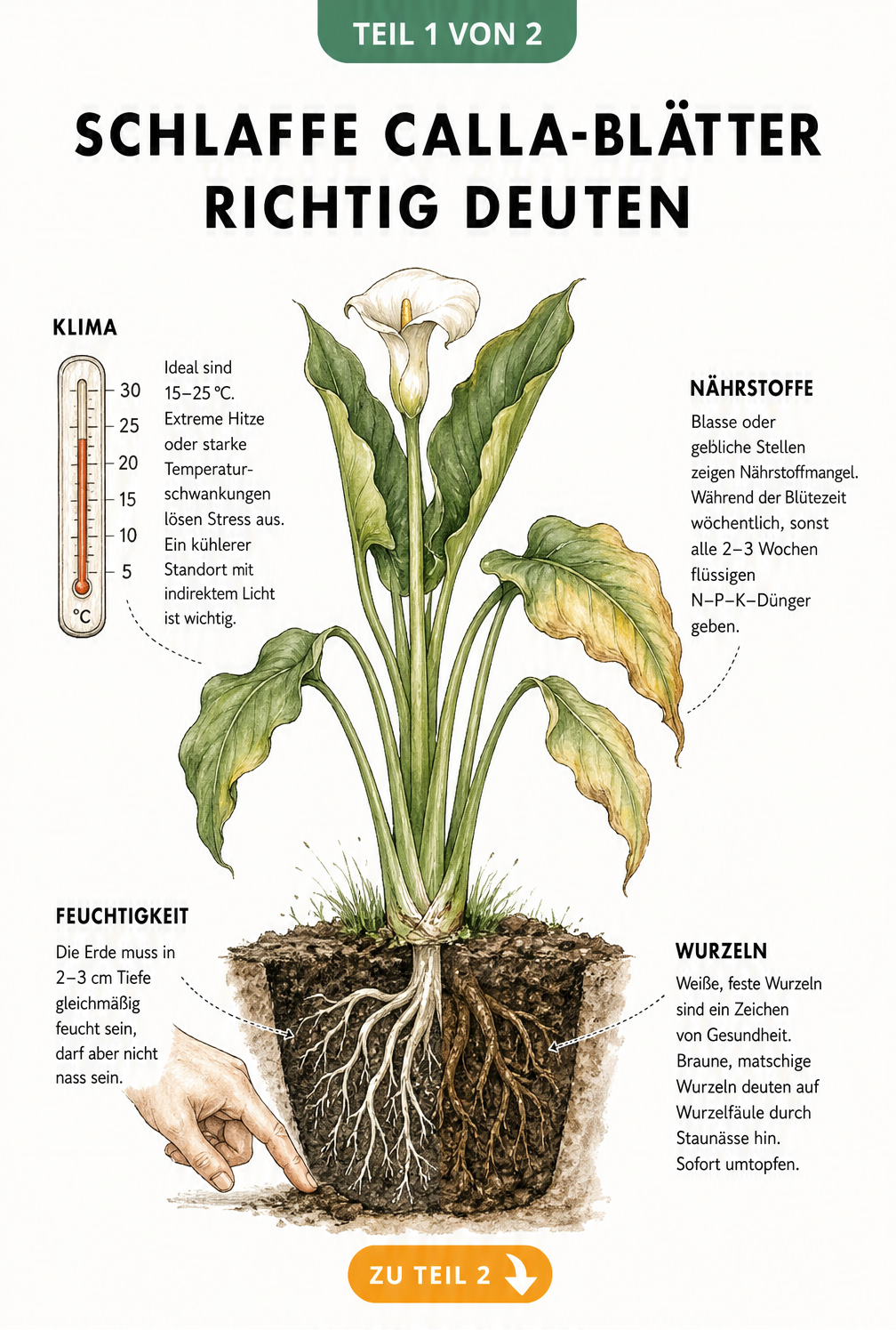 Botanische Diagnose-Tafel einer Calla-Pflanze mit abknickenden Blättern, die Ursachen wie Temperatur, Nährstoffmangel, Feuchtigkeit und Wurzelfäule zeigt.