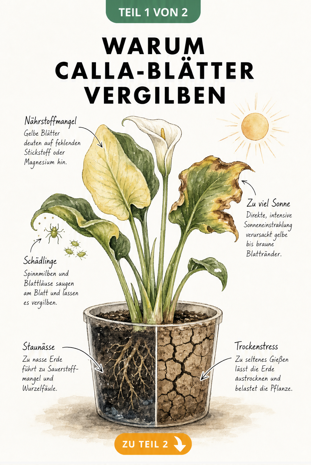Botanische Illustration einer Calla mit gelben Blättern, die Ursachen wie Nährstoffmangel, Sonnenbrand, Schädlinge und Wurzelfäule durch Staunässe zeigt.