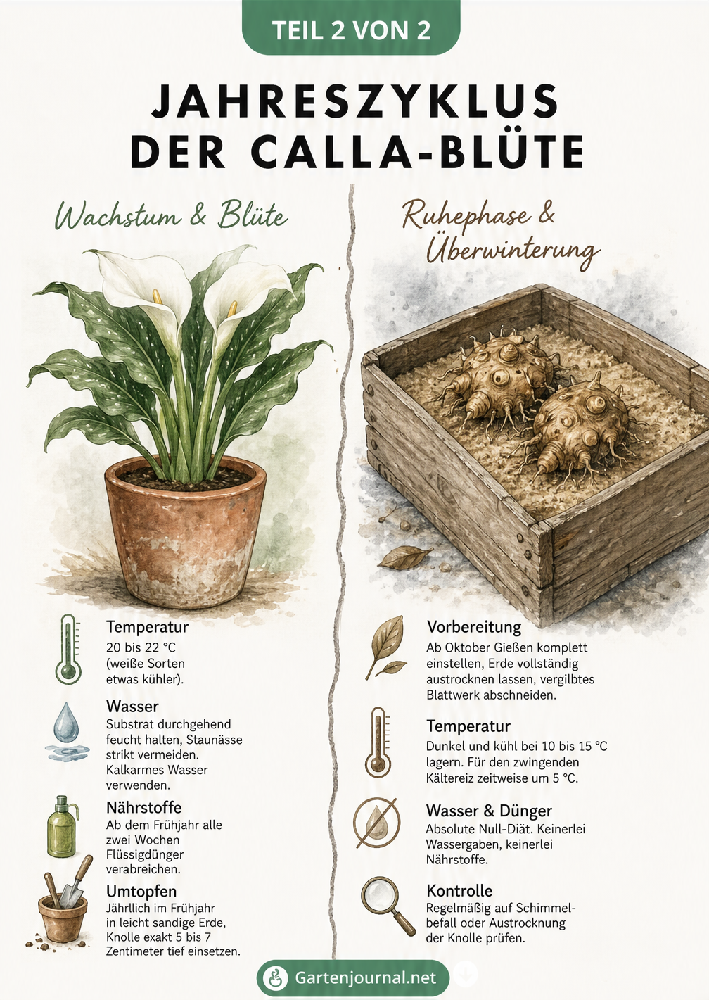 Zweigeteilte Illustration: Links eine blühende Calla im Topf mit Pflegehinweisen, rechts eine ruhende Knolle in einer Holzkiste mit Überwinterungstipps