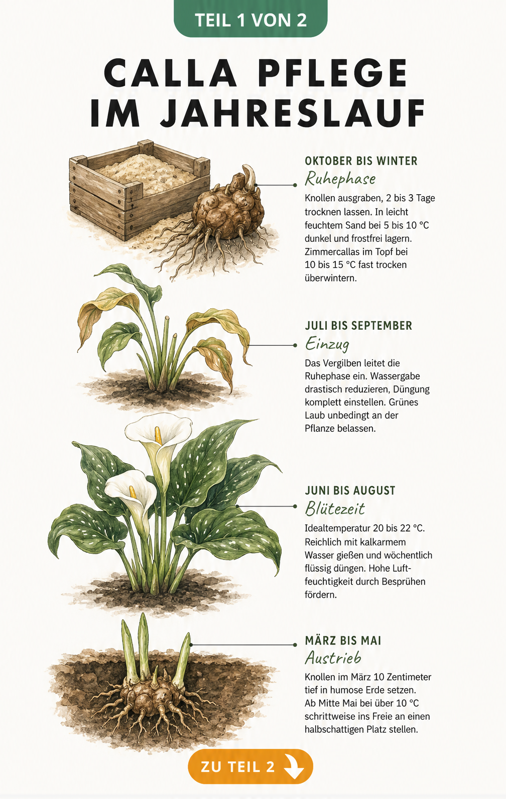 Illustration der Calla-Pflege im Jahreslauf: Austrieb im Frühjahr, Blüte im Sommer, Einzug im Spätsommer und Überwinterung der Knolle.