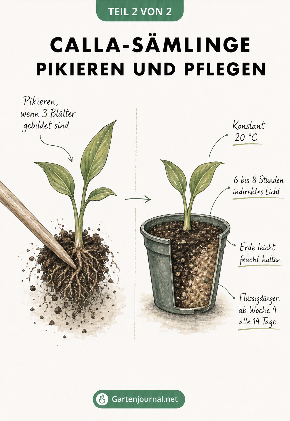 Botanische Illustration eines Calla-Sämlings beim Pikieren und einer umgetopften Jungpflanze