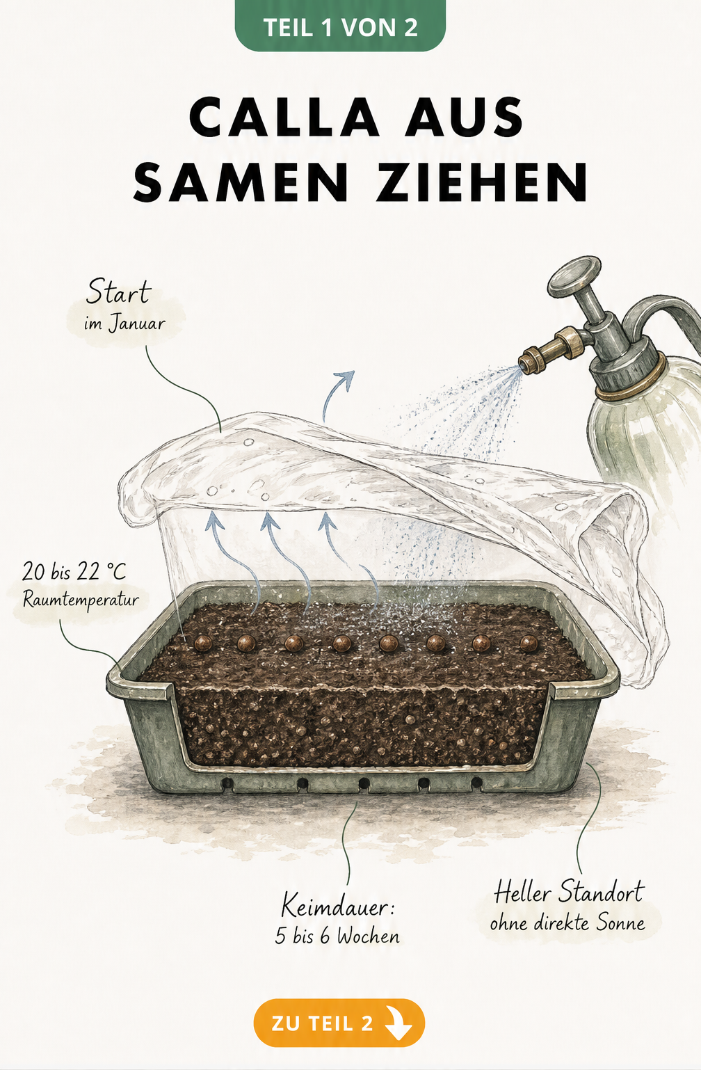 Botanische Schnittzeichnung eines Anzuchtgefäßes mit Calla-Samen, Erde, Drainage und Klarsichtfolie