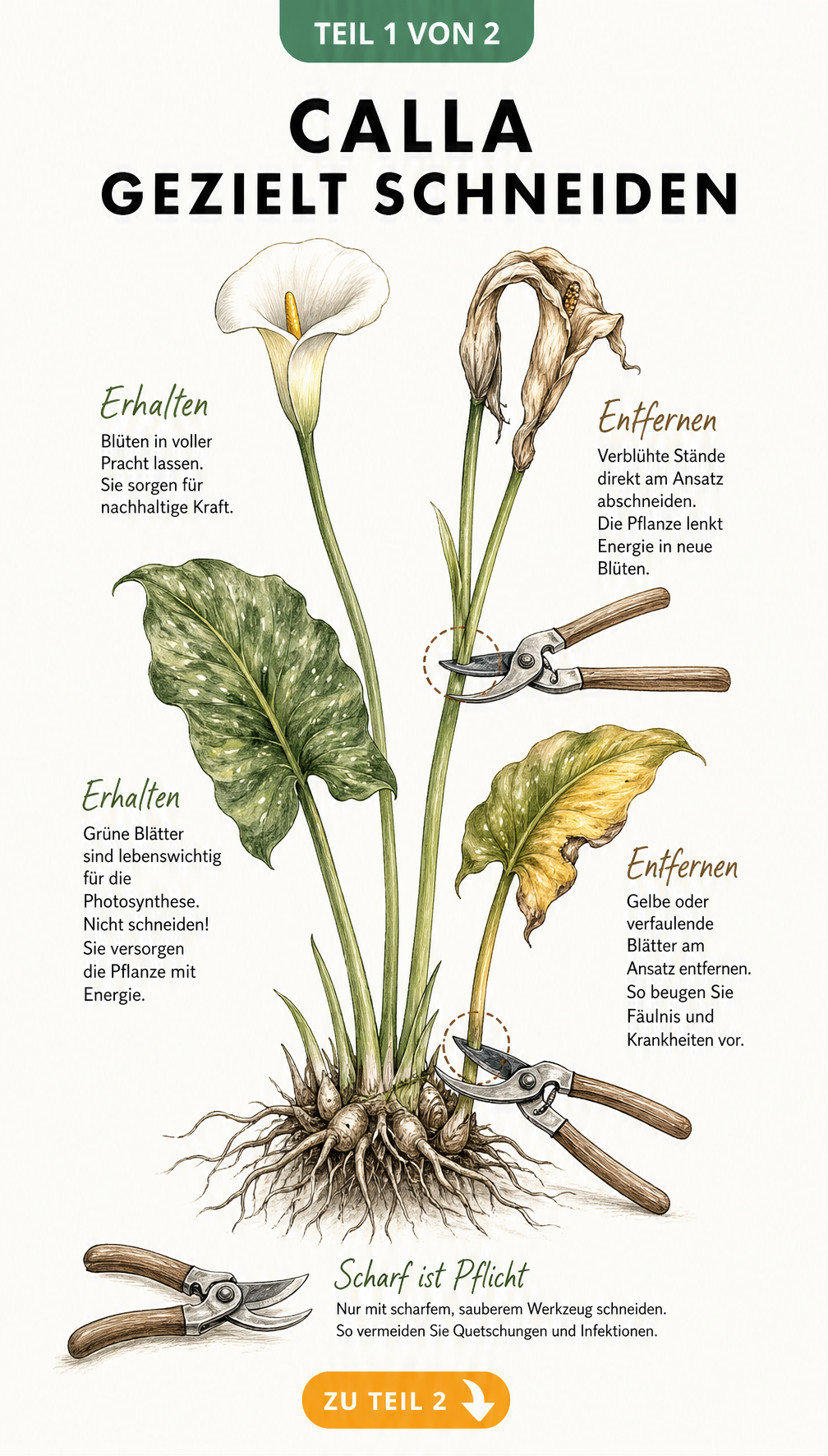Botanische Illustration einer Calla-Pflanze, die zeigt, welche Teile abgeschnitten werden dürfen und welche erhalten bleiben müssen.
