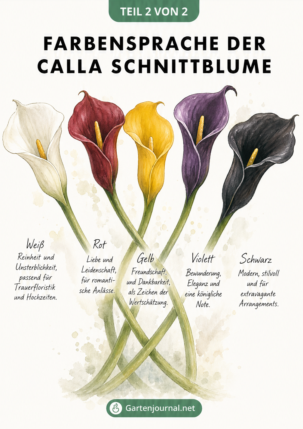 Botanische Farbtafel mit fünf Calla-Blüten in Weiß, Rot, Gelb, Violett und Schwarz, jeweils mit ihrer symbolischen Bedeutung.