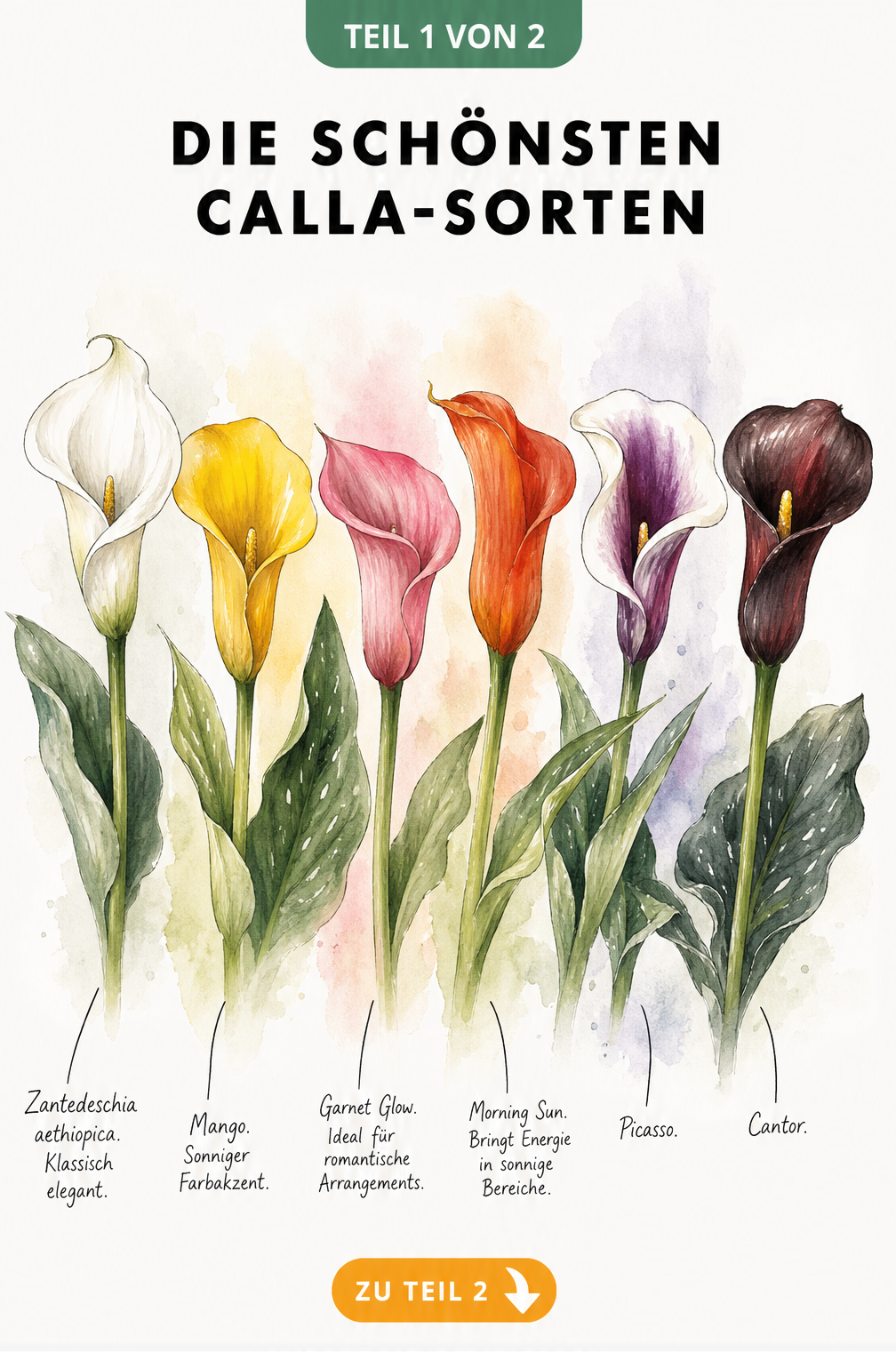 Botanische Illustration von sechs Calla-Blüten in verschiedenen Farben wie Weiß, Gelb, Pink, Rot-Orange, Violett-Weiß und Dunkelrot.