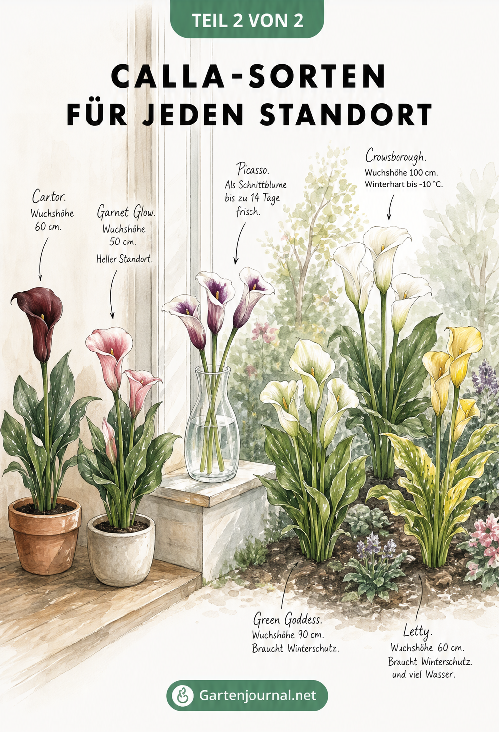 Illustration verschiedener Calla-Sorten an ihren idealen Standorten: als Zimmerpflanze, Schnittblume in der Vase und Gartenpflanze im Beet.