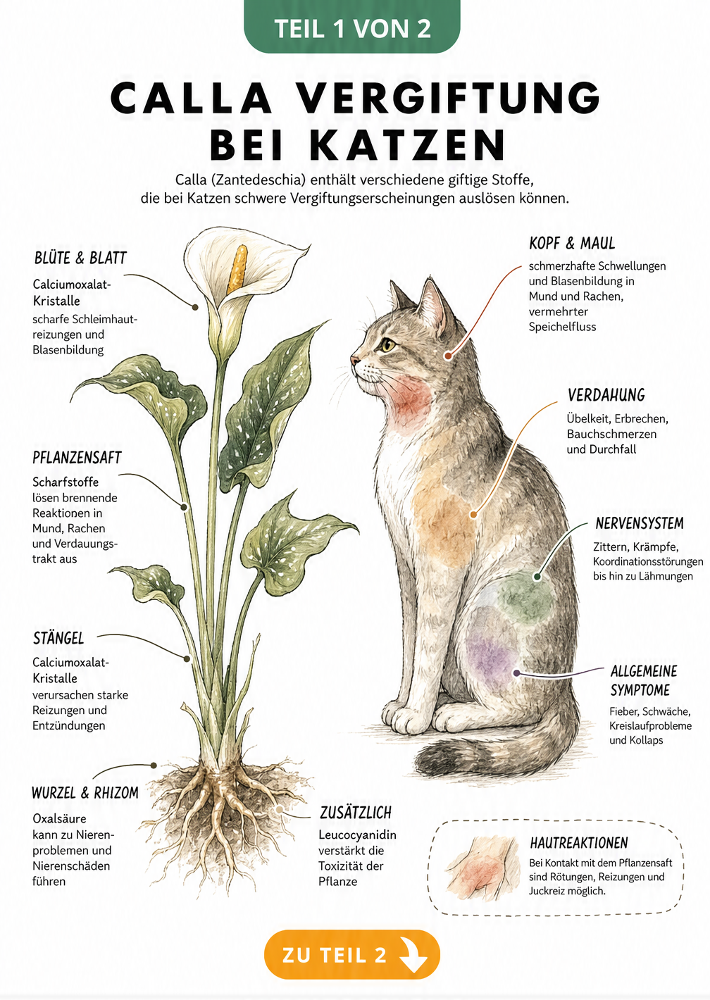 Botanische Illustration einer Calla und Silhouette einer Katze mit Symptomen einer Vergiftung