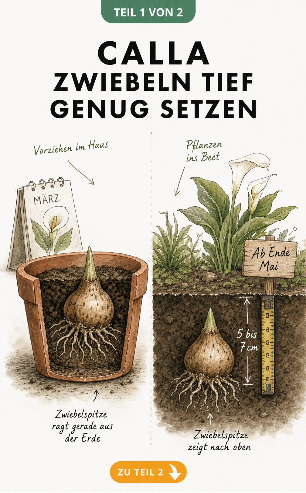 Illustration einer Calla-Zwiebel im Topf und im Gartenbeet mit Pflanztiefe