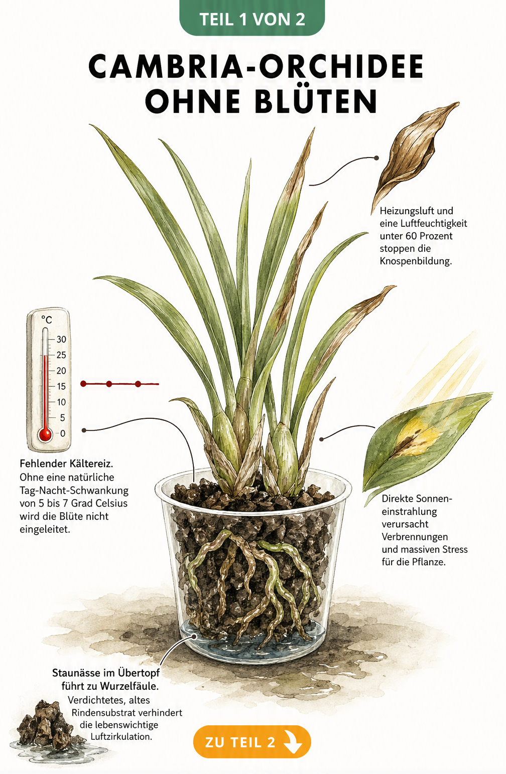 Illustration einer blütenlosen Cambria-Orchidee mit braunen Blattspitzen und fauligen Wurzeln im transparenten Topf