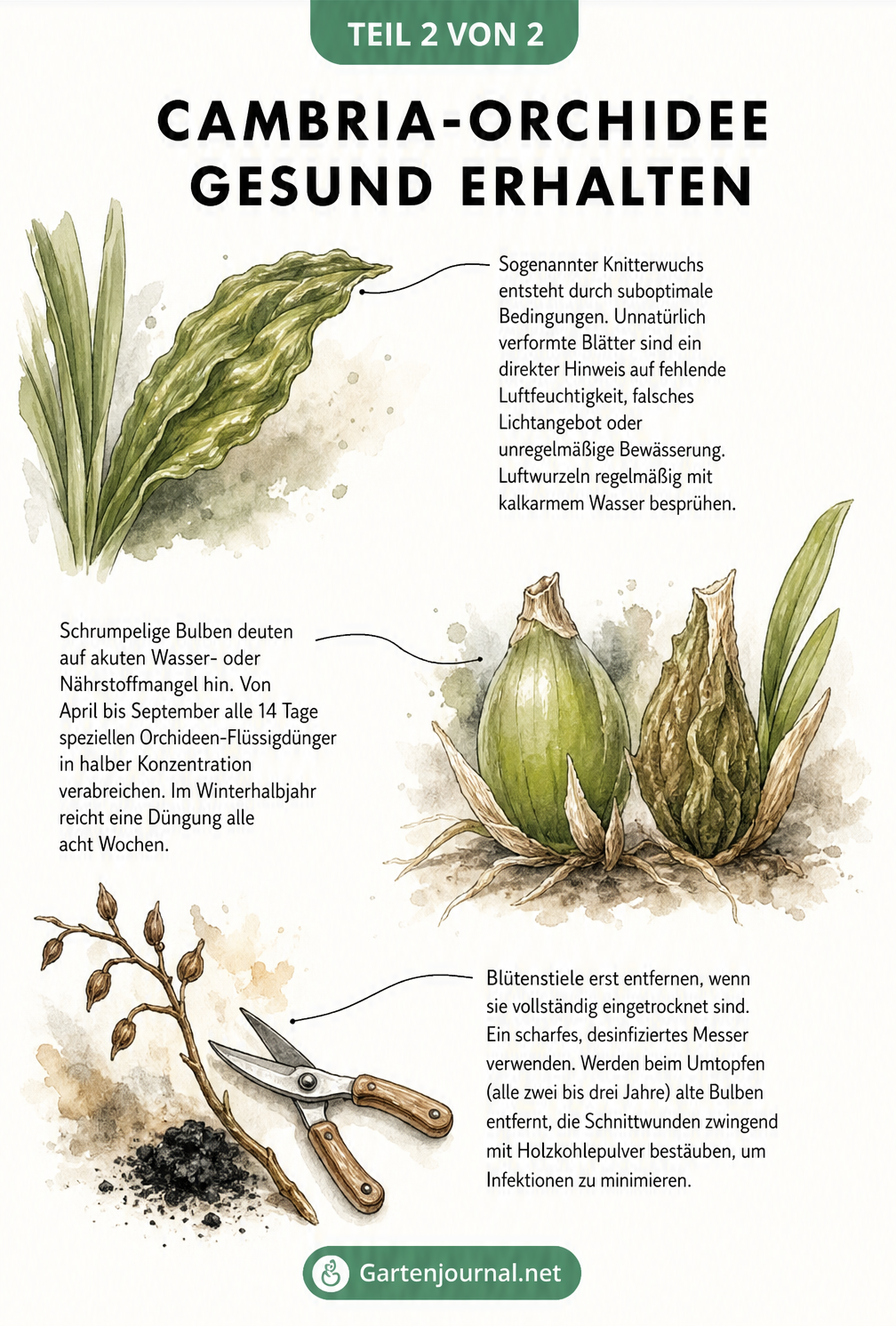 Diagnose-Board für Cambria-Orchideen mit Illustrationen zu Knitterwuchs, schrumpeligen Bulben und vertrockneten Blütenstielen