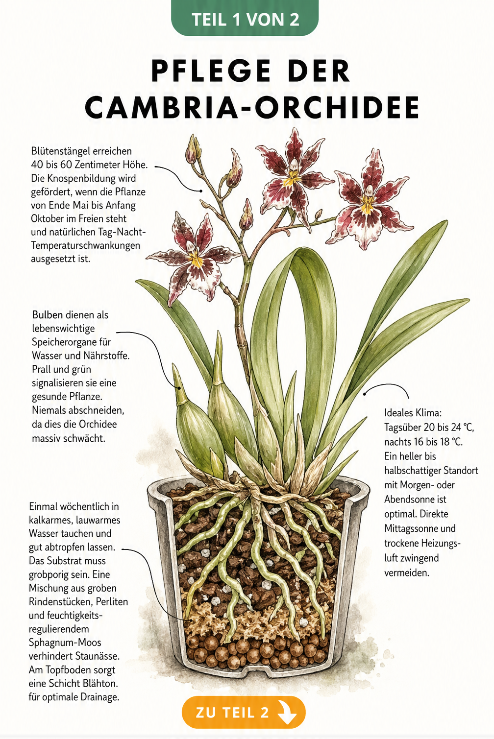 Botanische Illustration einer Cambria-Orchidee im Querschnitt mit Pflegehinweisen zu Blüten, Blättern, Bulben und Wurzeln