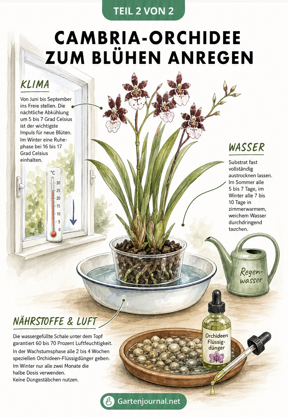 Skizze einer blühenden Cambria-Orchidee am Fenster mit Hinweisen zu Temperatur, Gießen und Düngen