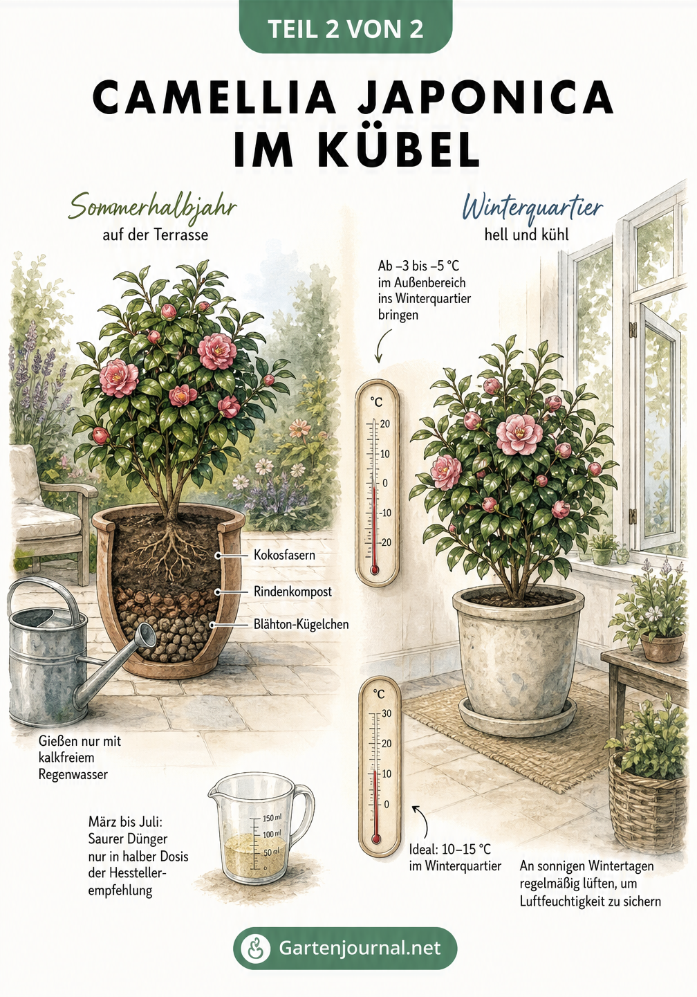 Illustration einer Camellia japonica im Kübel im Sommer auf der Terrasse und im Winterquartier mit Temperaturangaben