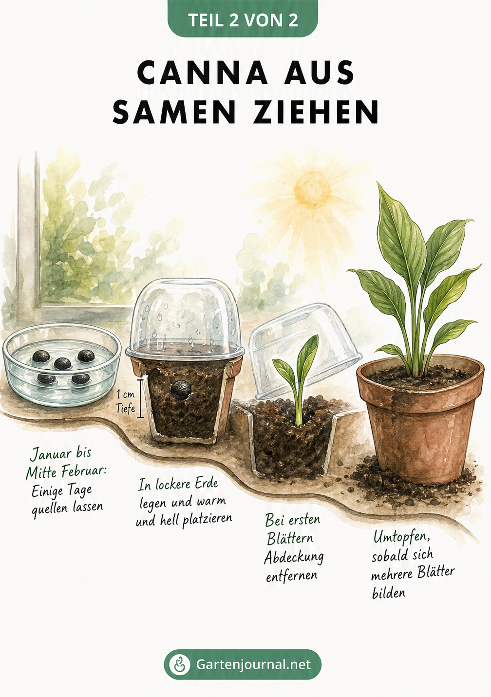 Zeitstrahl-Illustration zur Anzucht von Canna aus Samen: vom Quellen im Wasser über die Aussaat im Topf bis zur Jungpflanze