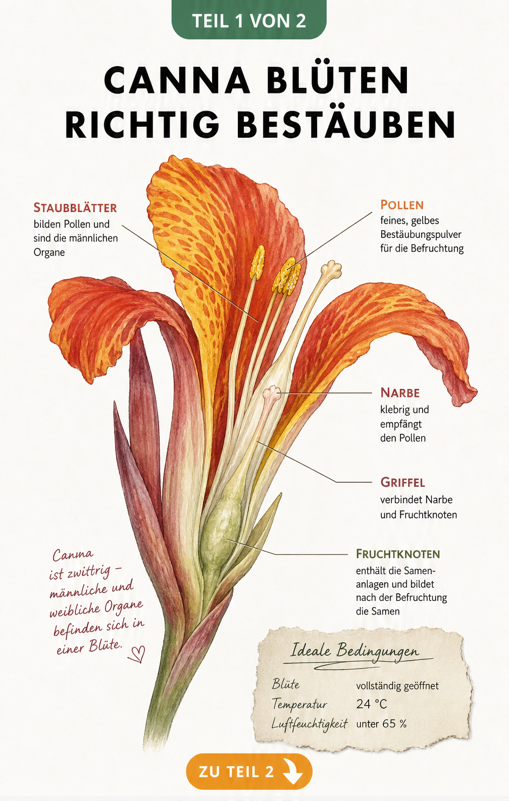 Botanische Illustration einer Canna-Blüte im Querschnitt mit Beschriftung der männlichen und weiblichen Organe sowie Idealbedingungen für die Bestäubung