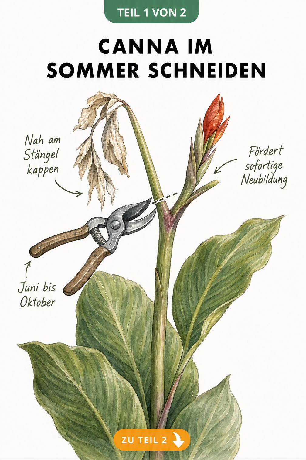 Botanische Illustration einer Canna-Pflanze, die zeigt, wie ein verwelkter Blütenstand mit einer Gartenschere nah am Stängel abgeschnitten wird, während...
