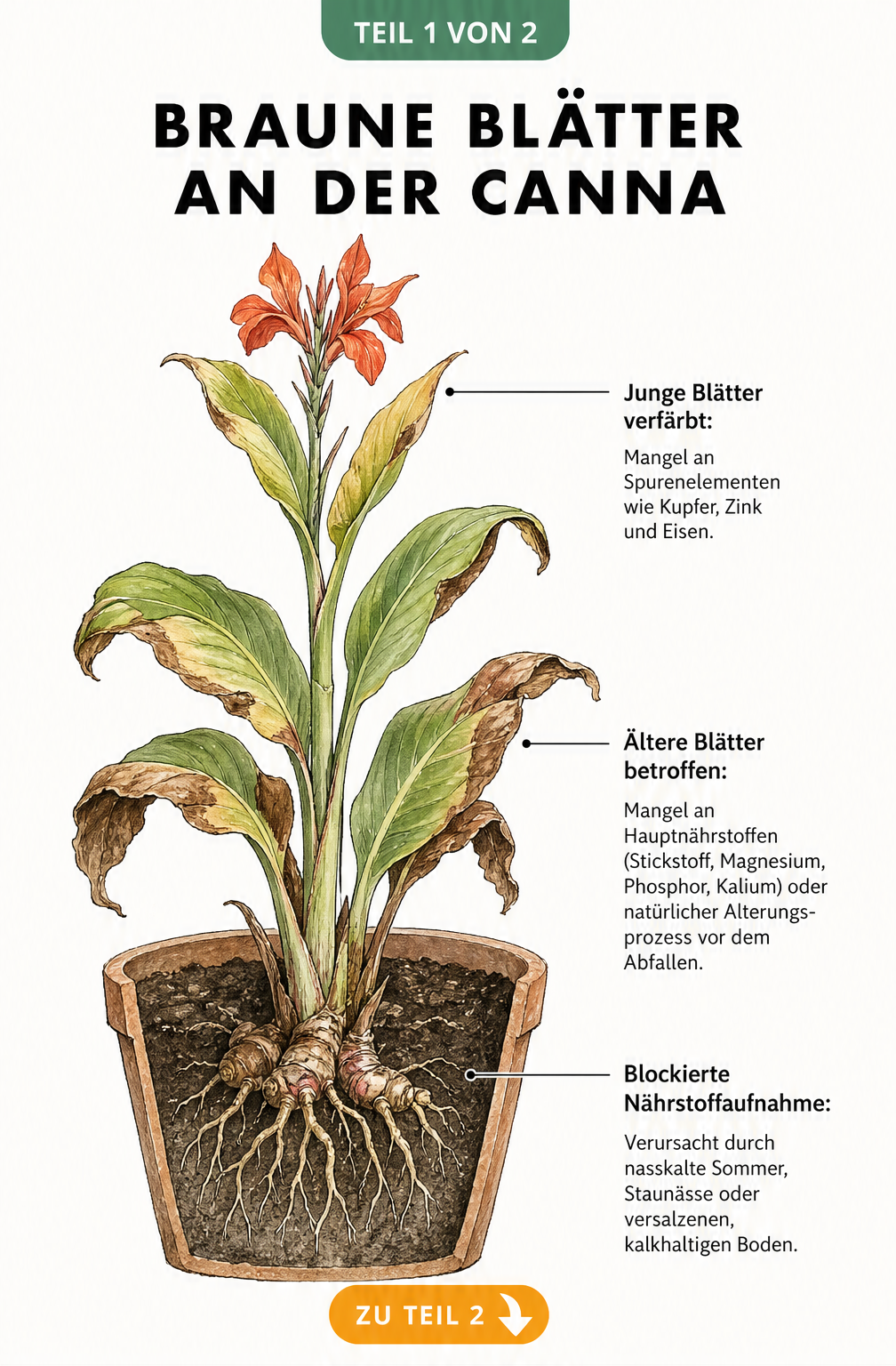 Botanische Illustration einer Canna-Pflanze im Querschnitt, die Ursachen für braune Blätter an Triebspitze, Blättern und Wurzeln zeigt.