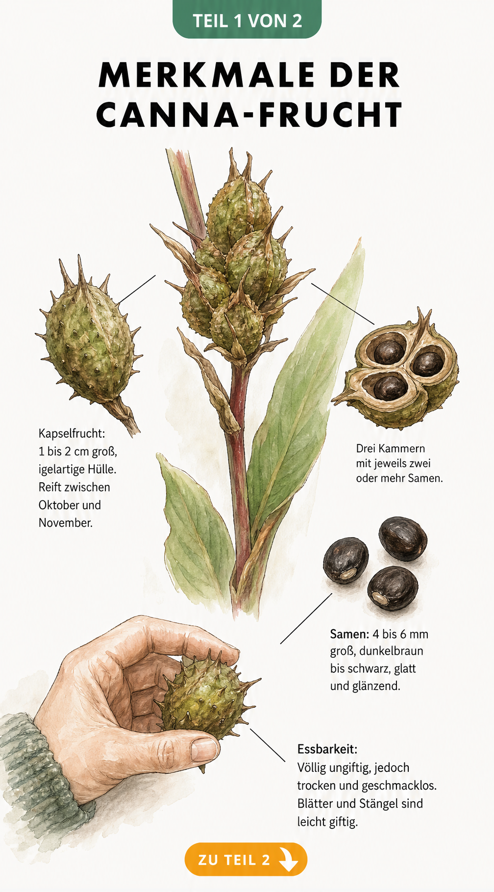 Botanische Illustration der Canna-Frucht mit geschlossener Kapselfrucht, Querschnitt mit Samen und einzelnen Samen