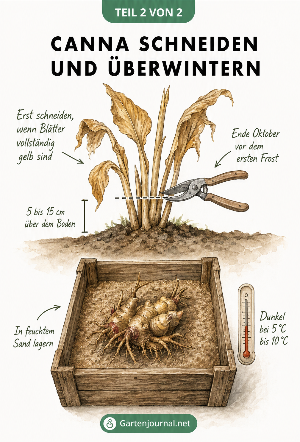 Zweiteilige Illustration: Oben wird eine Canna mit gelben Blättern im Herbst 5 bis 15 cm über dem Boden abgeschnitten. Unten lagert das ausgegrabene Rhizom in...