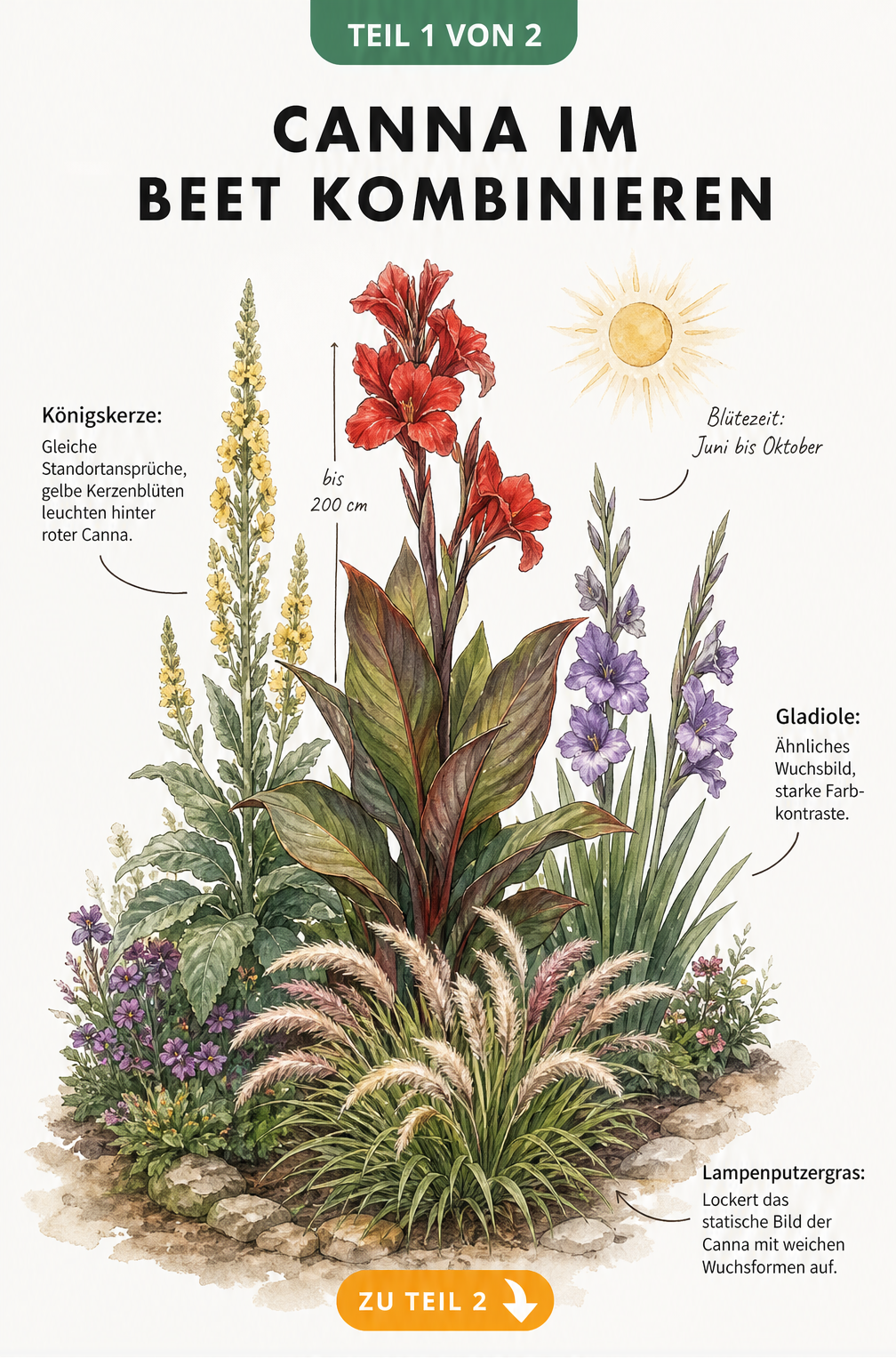 Botanische Illustration einer roten Canna im Staudenbeet, kombiniert mit Königskerze, Gladiole und Lampenputzergras.