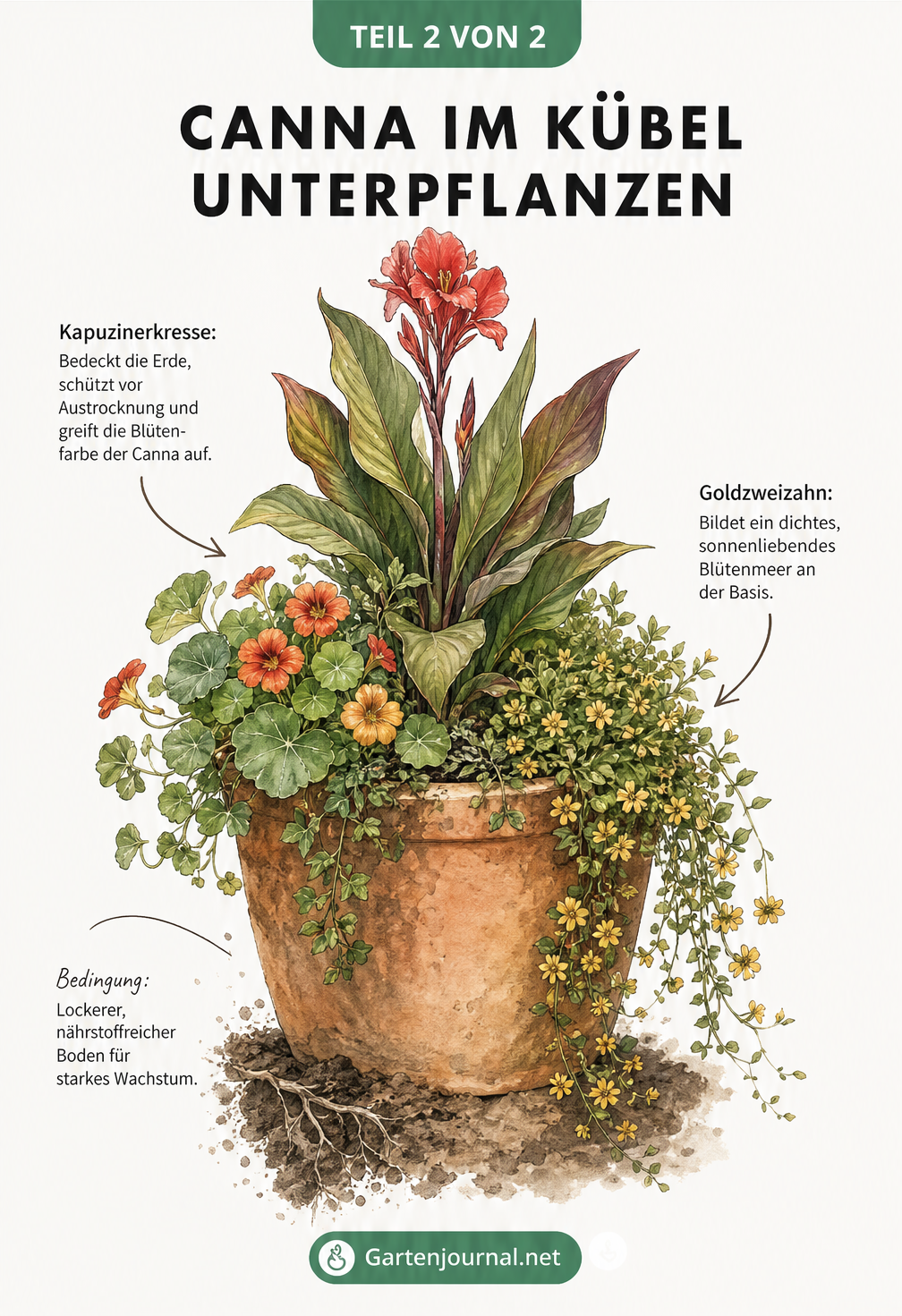 Illustration eines bepflanzten Terrakotta-Kübels mit einer Canna, unterpflanzt mit Kapuzinerkresse und Goldzweizahn.