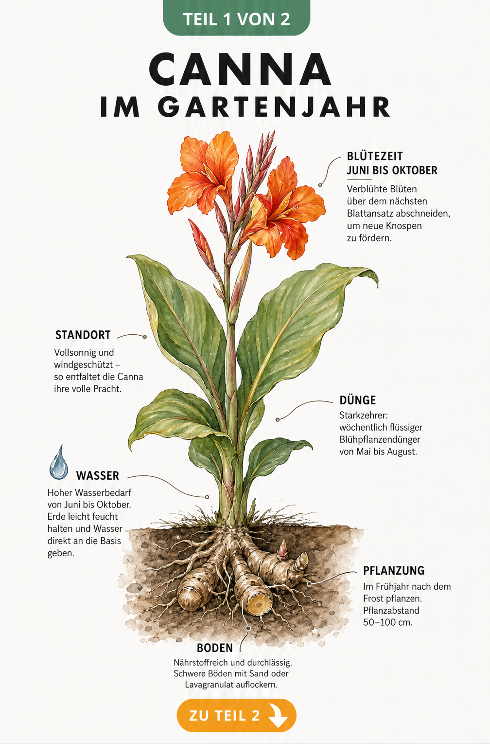 Botanische Illustration einer blühenden Canna indica mit Hinweisen zu Standort, Blütezeit, Gießen, Düngen und Pflanzung