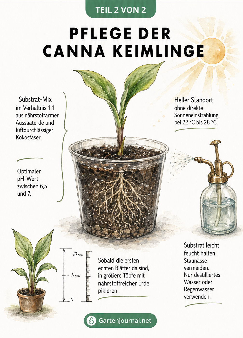 Aquarell-Illustration eines Canna-Keimlings im durchsichtigen Topf mit Hinweisen zu Substrat, Licht, Wasser und Pikieren