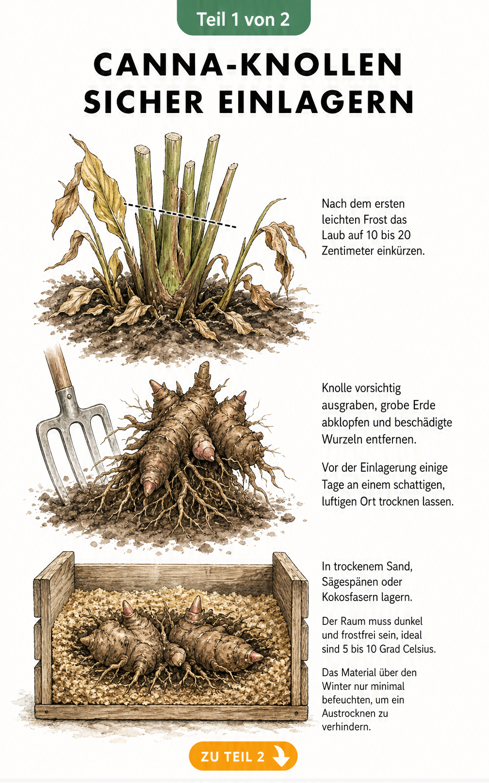 Illustration einer Canna-Knolle, die aus der Erde gegraben und in einer Holzkiste mit Sand überwintert wird