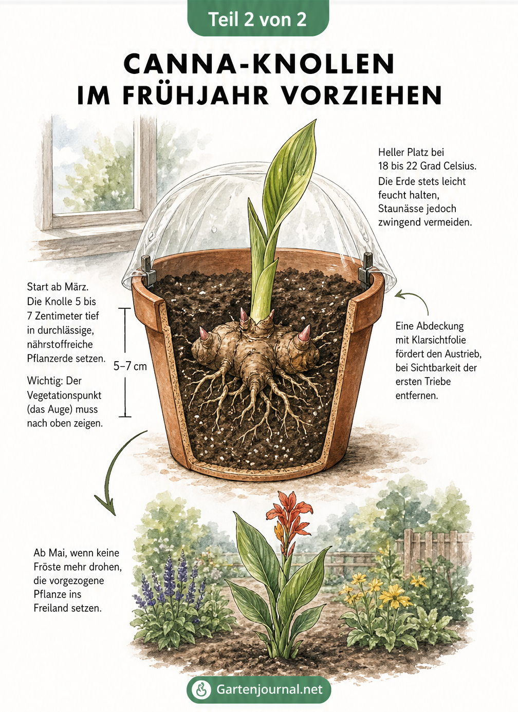 Schnittzeichnung eines Terrakotta-Topfes mit einer Canna-Knolle, die im Frühjahr einen neuen Trieb bildet