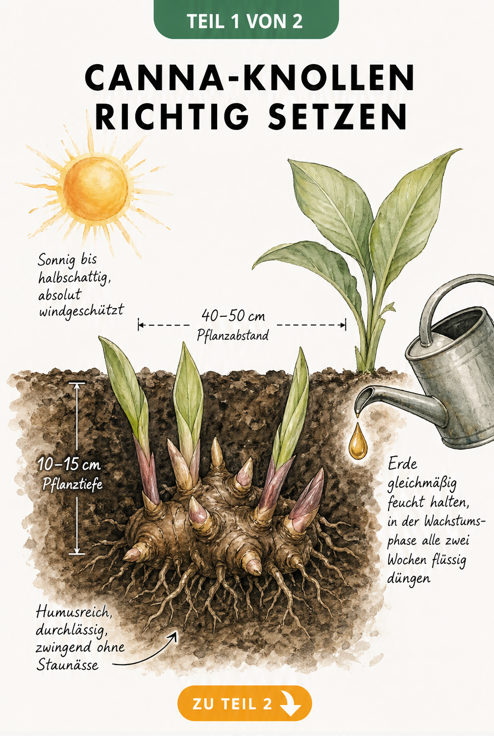 Querschnitt-Illustration des Gartenbodens mit einer Canna-Knolle, Pflanztiefe, Pflanzabstand und Standortbedingungen