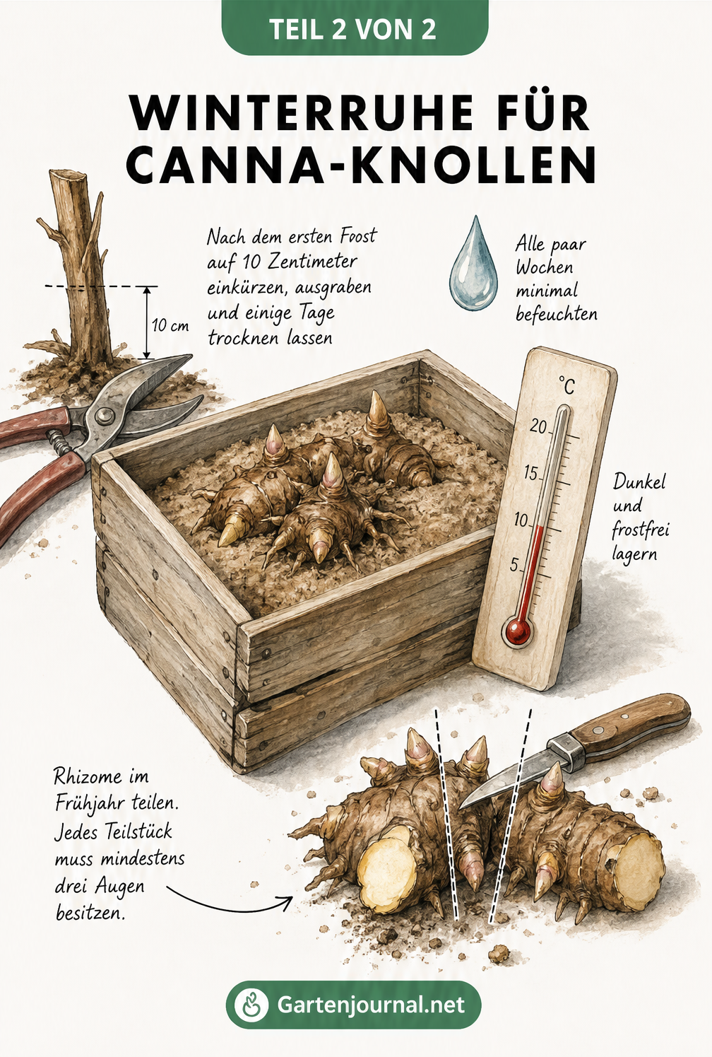 Illustration einer Holzkiste mit Sand-Erde-Gemisch und Canna-Knollen, Thermometer und Hinweisen zur Überwinterung