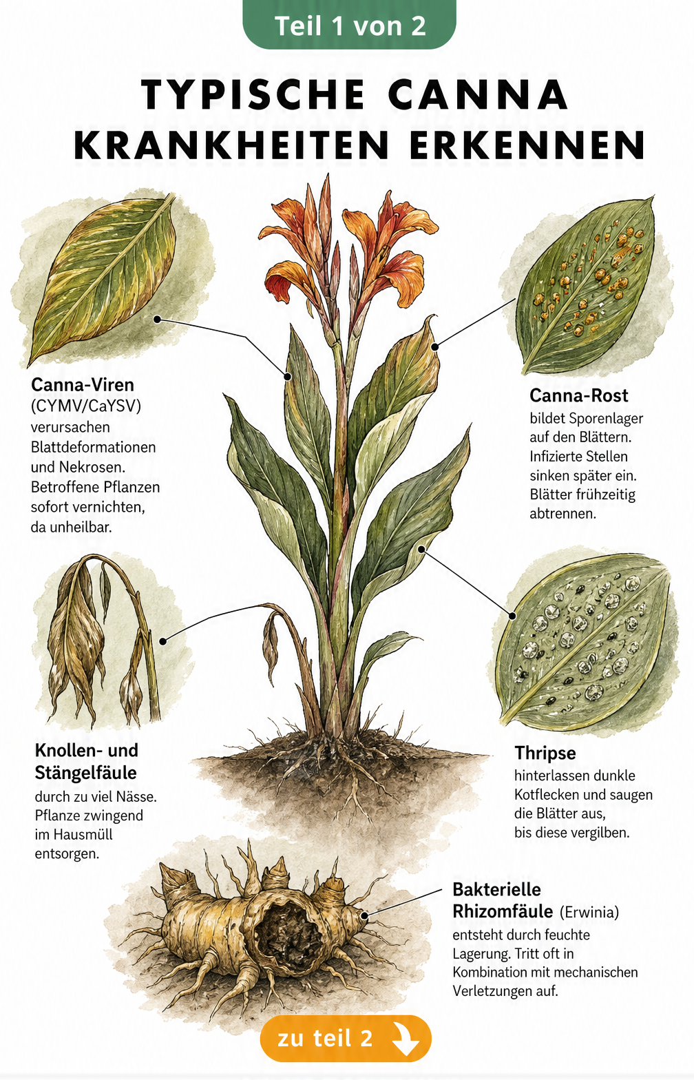Botanische Illustration einer Canna-Pflanze mit Detailzeichnungen von typischen Krankheiten wie Viren, Fäule, Rost und Thripsen