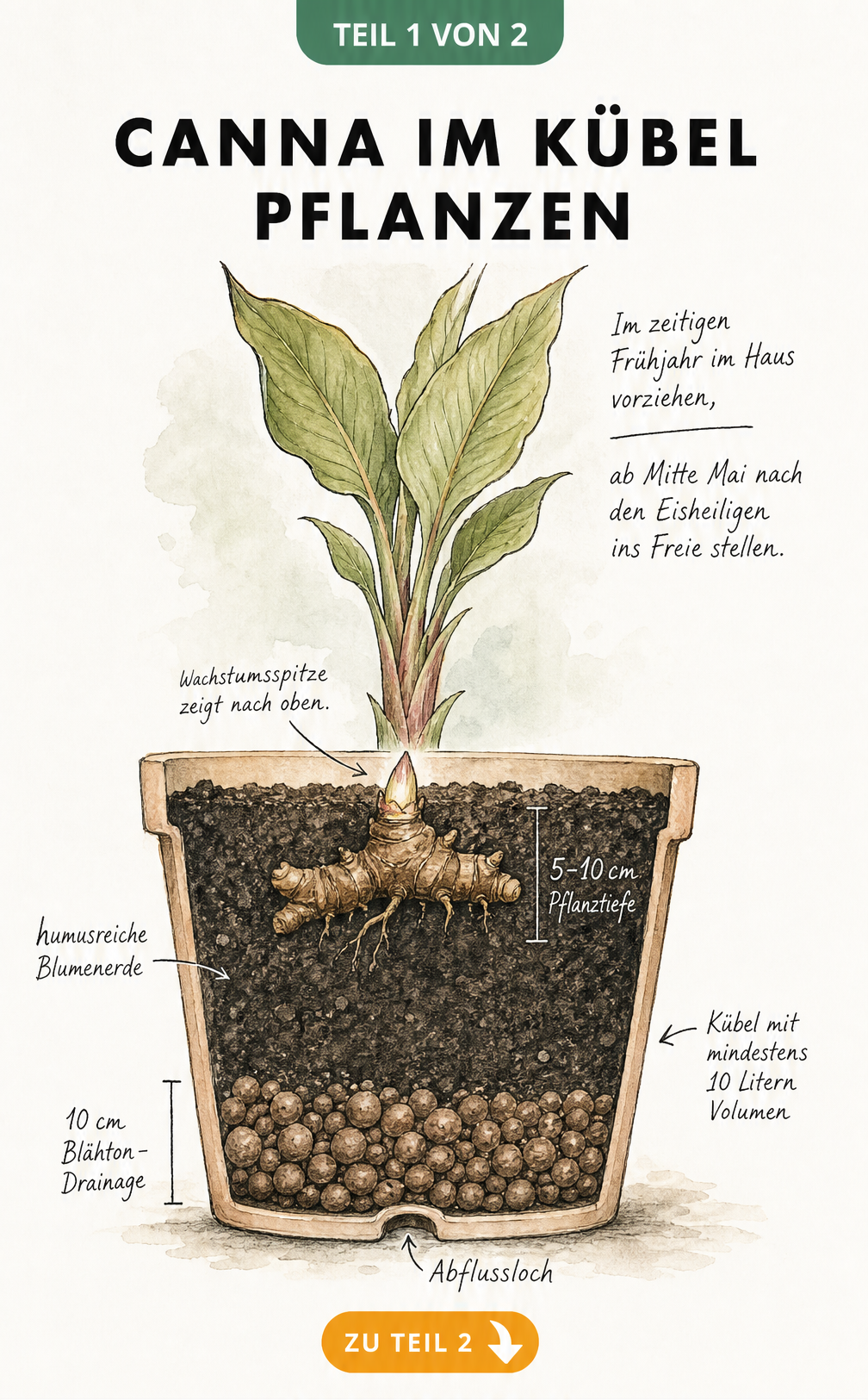Querschnitt eines Pflanzgefäßes mit Canna-Rhizom, Blumenerde und Blähton-Drainage