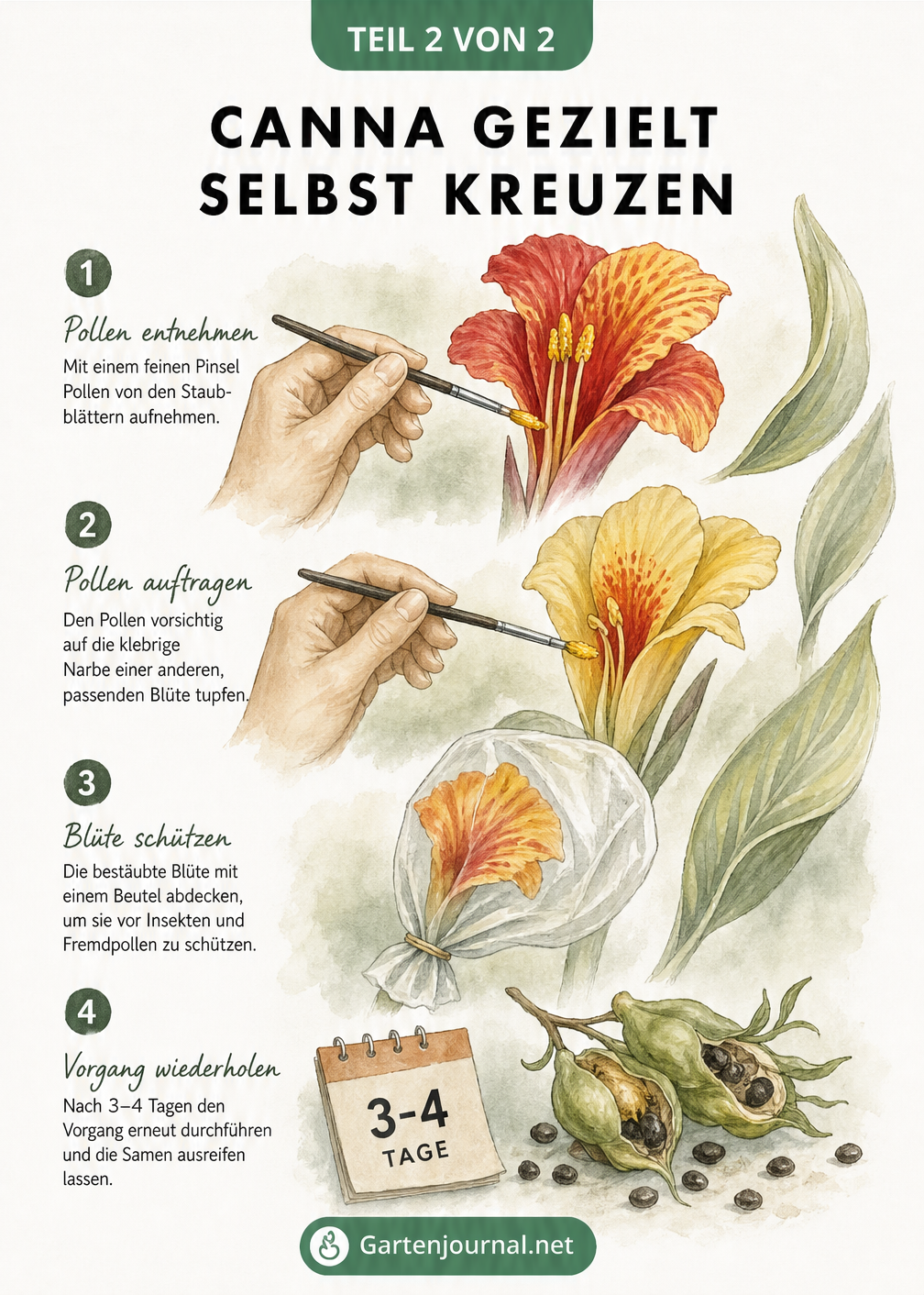Vier handgezeichnete Szenen zur manuellen Kreuzung von Cannas: Pollen entnehmen, Pollen auftragen, Blüte schützen und Vorgang wiederholen