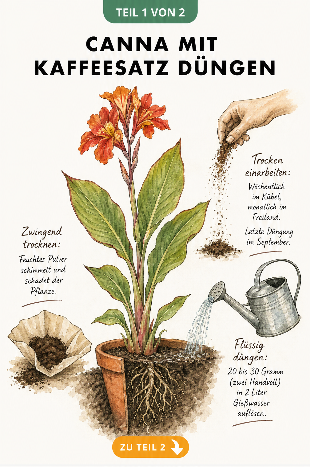 Illustration einer Canna im Kübel mit Anleitung zur Düngung mit Kaffeesatz