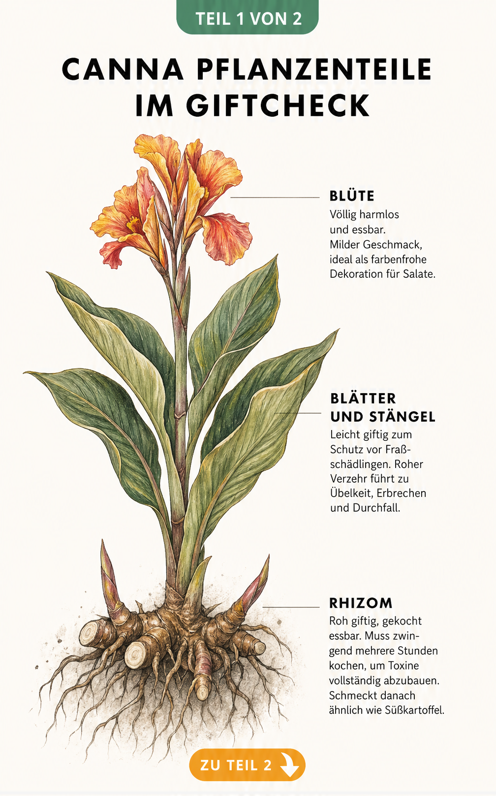 Botanische Illustration einer Canna-Pflanze mit Erklärungen zur Giftigkeit von Blüte, Blättern und Rhizom