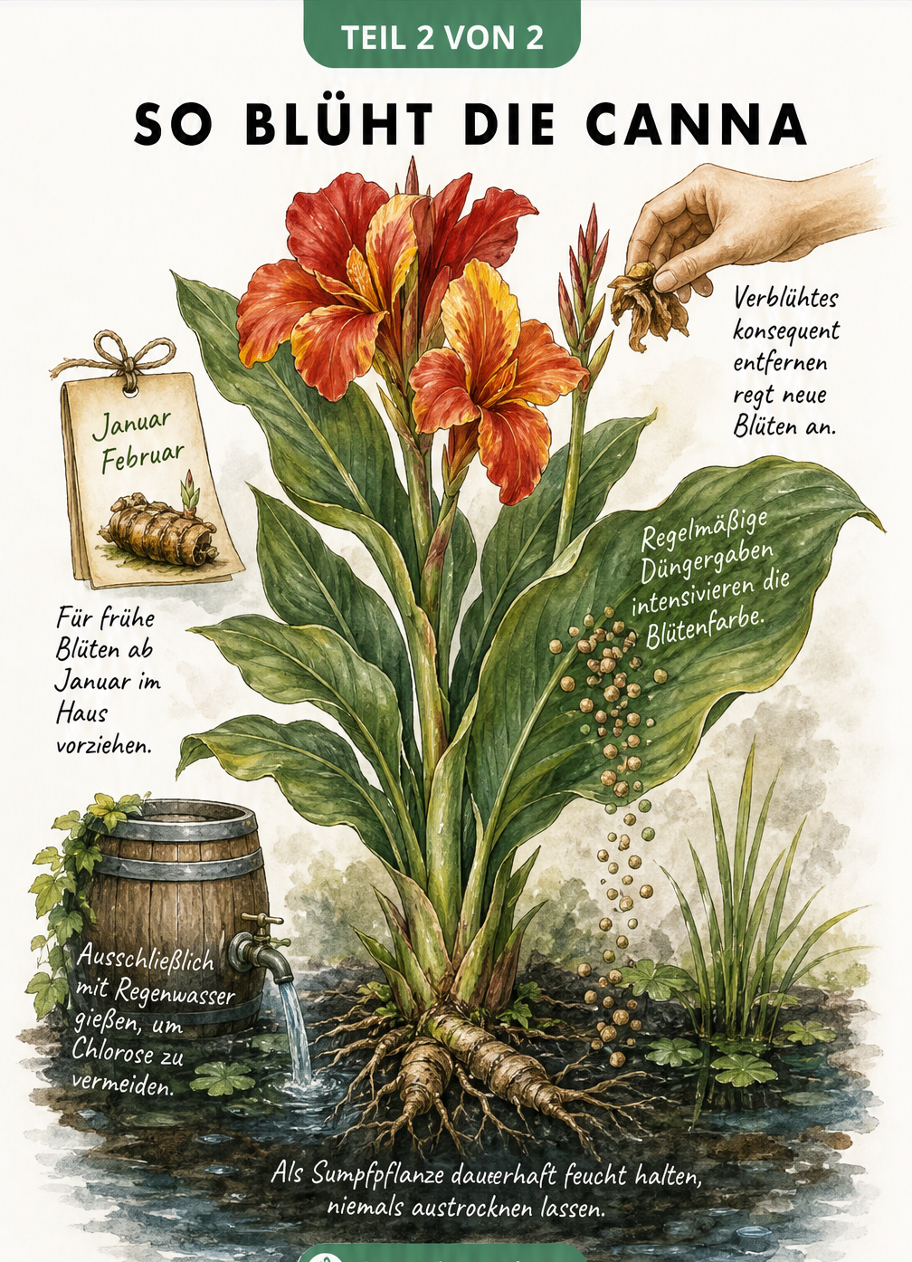 Illustration einer blühenden Canna mit Pflegetipps wie feuchter Erde, Gießen mit Regenwasser, Vorziehen im Haus, Düngen und Entfernen verblühter Blüten.