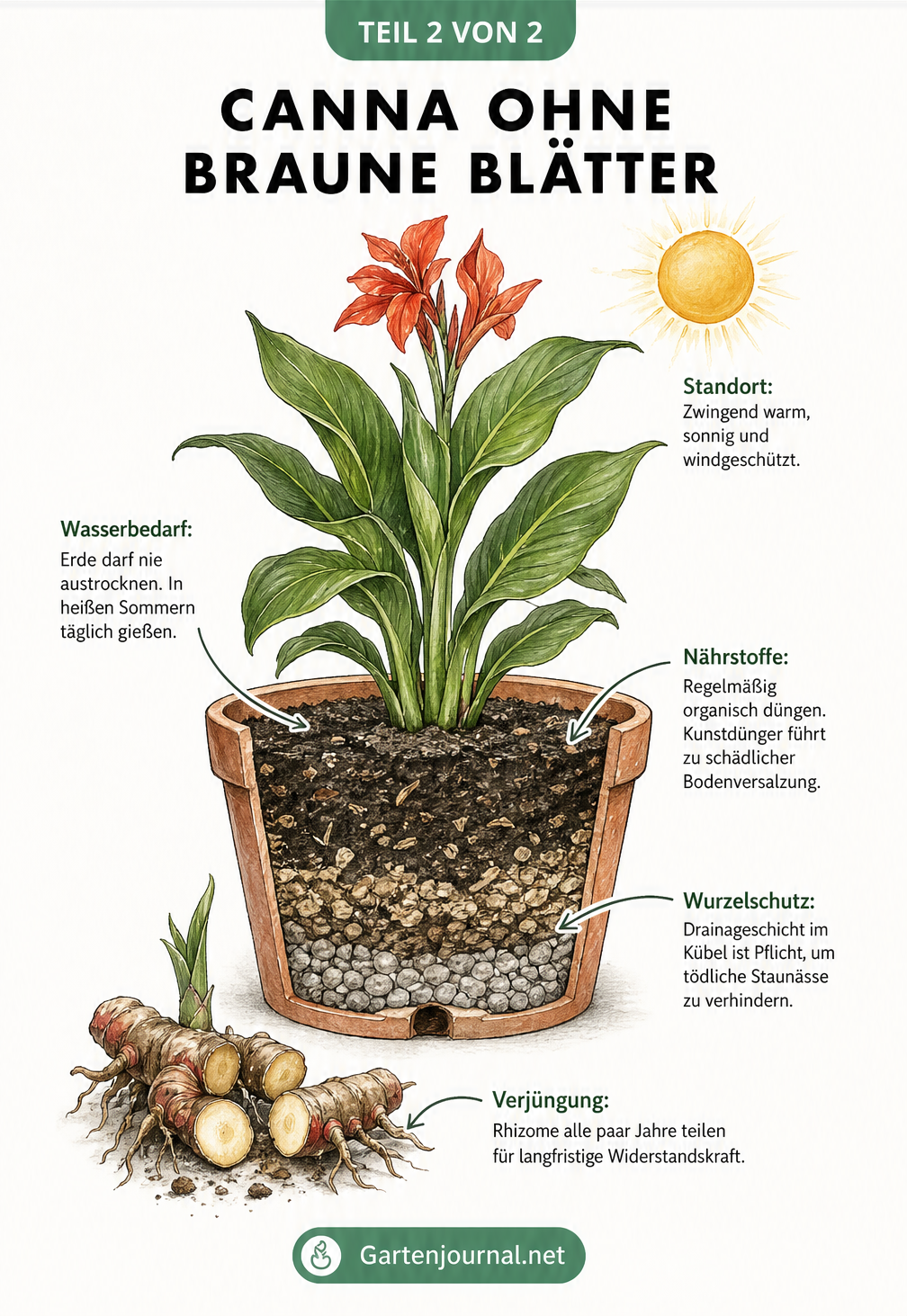 Illustration einer blühenden Canna im Terracotta-Kübel mit Hinweisen zu Standort, Wasserbedarf, Düngung und Wurzelschutz.