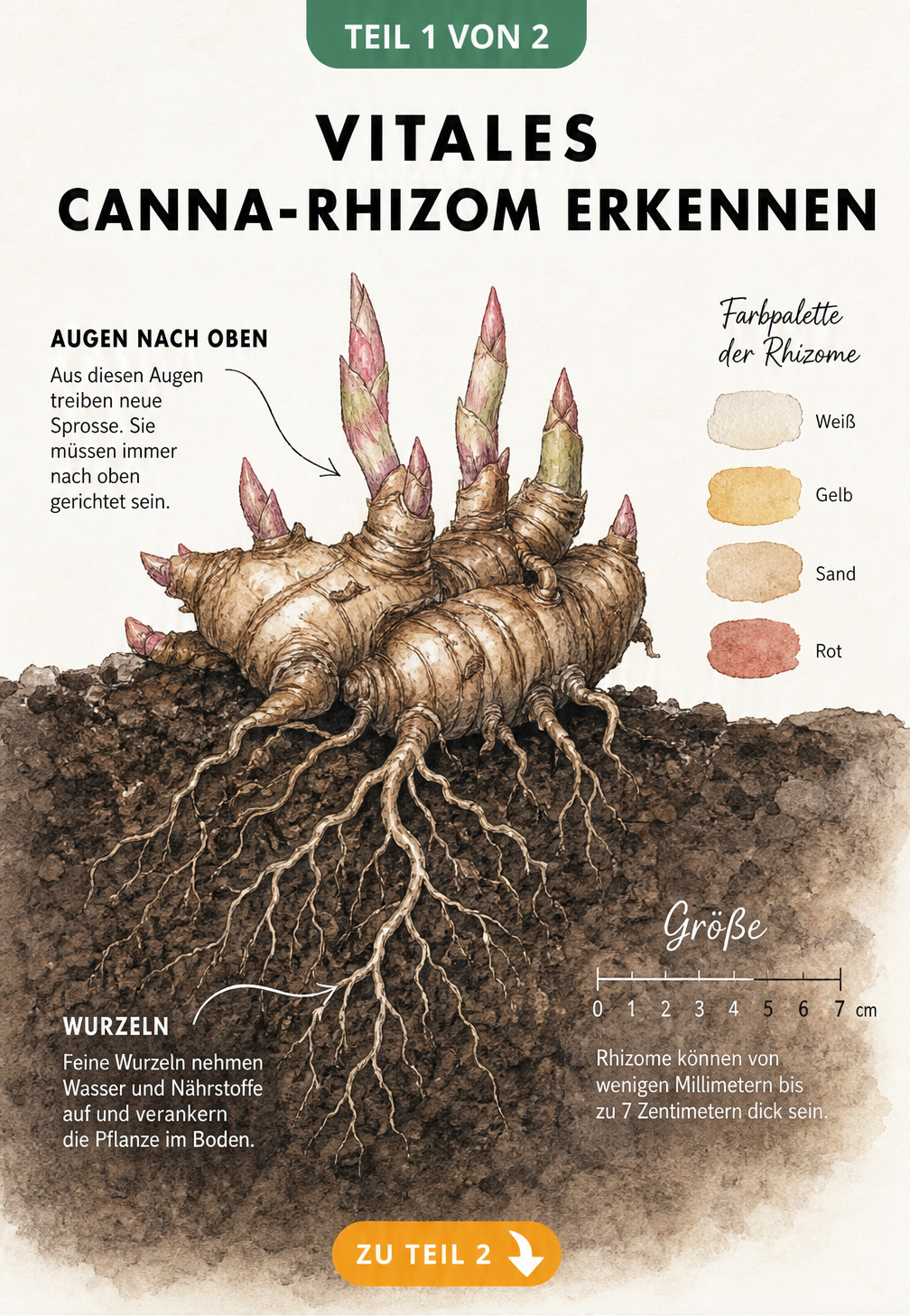 Botanische Illustration eines Canna-Rhizoms in der Erde mit markierten Augen und Wurzeln