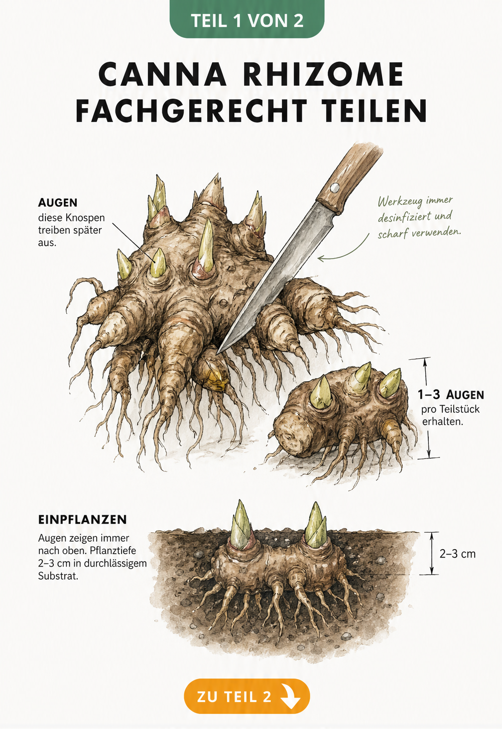 Botanische Illustration eines Canna-Rhizoms mit markierten Augen und Schnittstelle
