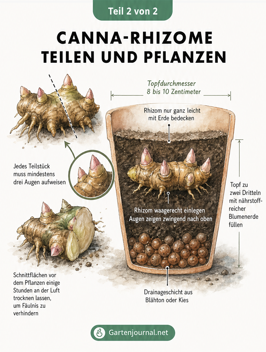 Querschnitt eines Pflanztopfes mit Drainageschicht und Erde, in dem ein geteiltes Canna-Rhizom waagerecht mit den Augen nach oben liegt.