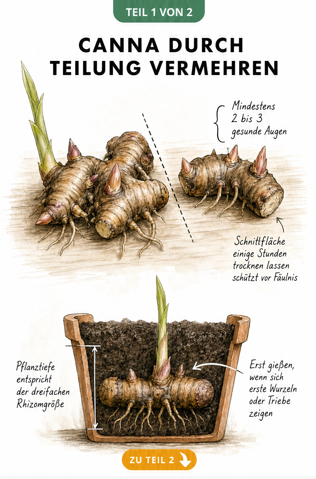 Illustration eines geteilten Canna-Rhizoms mit Augen und eines bepflanzten Terrakotta-Topfes im Querschnitt