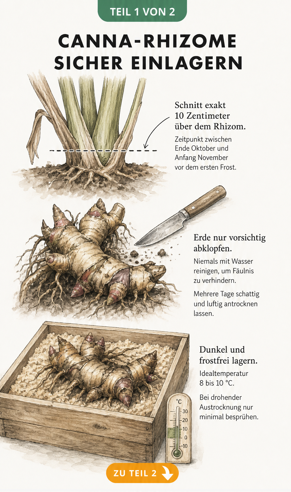 Illustration eines Canna-Rhizoms mit Schnittlinie für den Rückschnitt und Hinweisen zur Vorbereitung für das Winterquartier