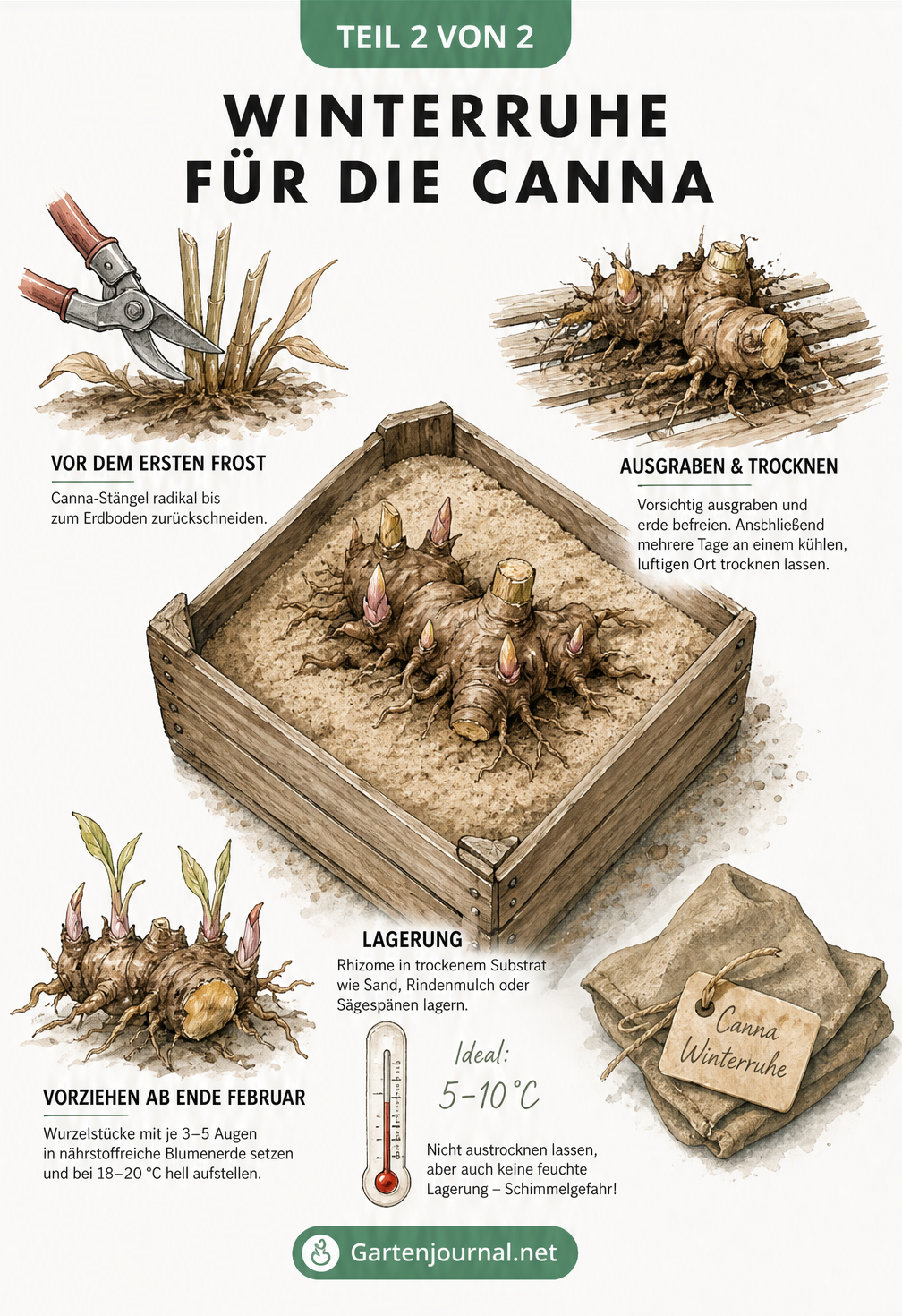 Skizze zur Überwinterung von Canna-Rhizomen in einer Holzkiste mit Sand, inklusive Rückschnitt und Vorziehen