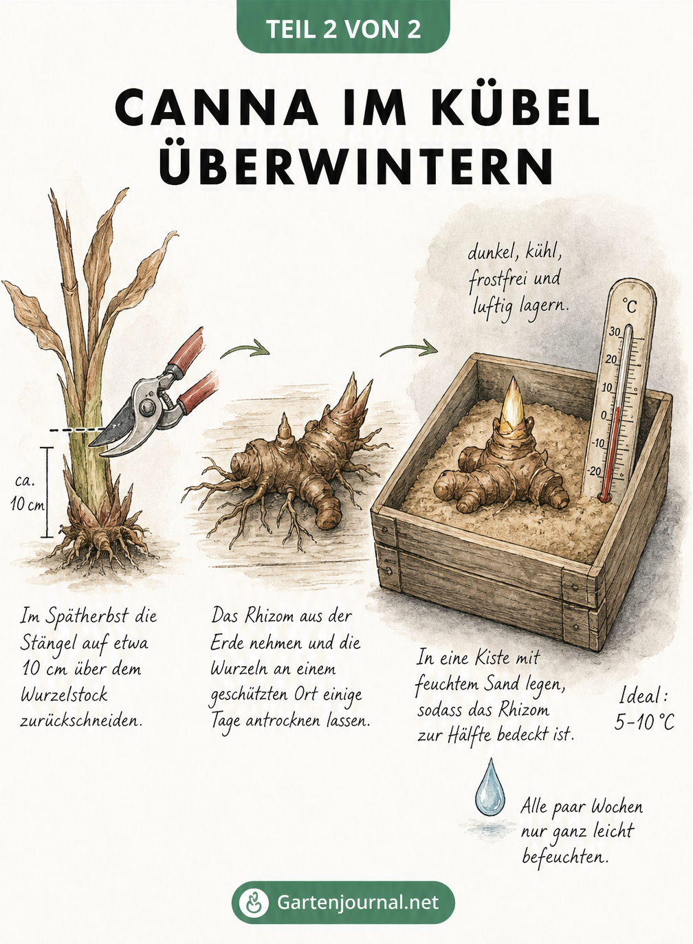 Illustration zur Überwinterung von Canna-Rhizomen in einer Holzkiste mit Sand