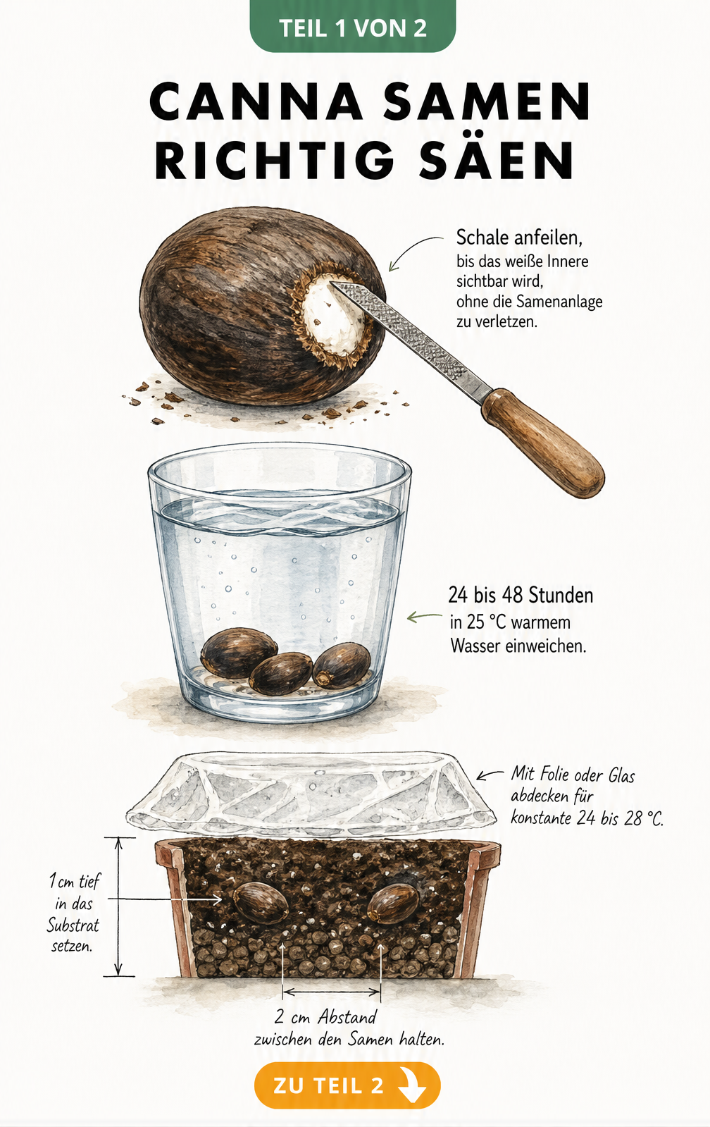 Illustration des Canna-Samens beim Anfeilen, Einweichen in Wasser und der Aussaat im Topf mit Folienabdeckung