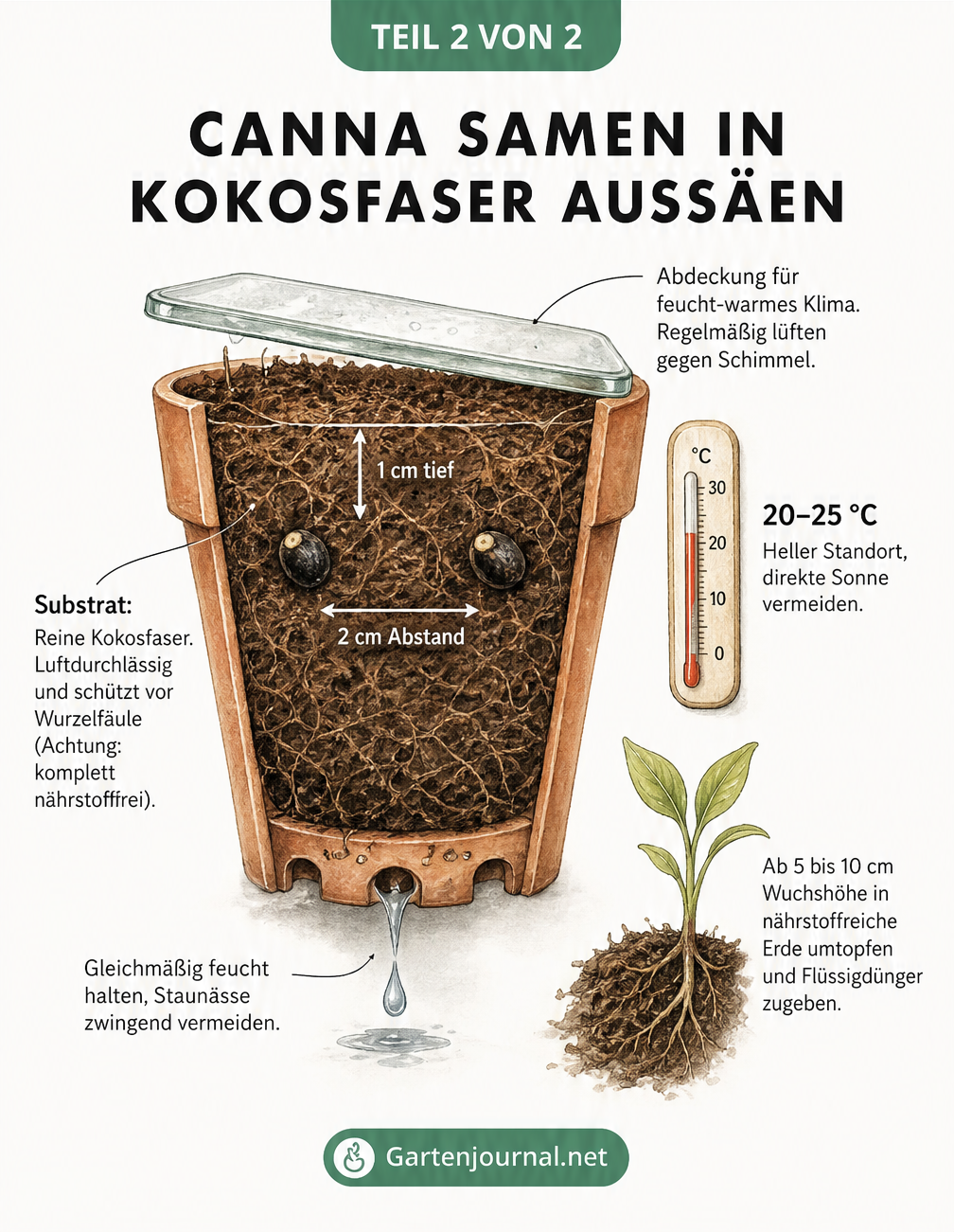 Querschnitt eines Anzuchttopfes mit Canna-Samen in Kokosfaser, Abdeckung und Thermometer.