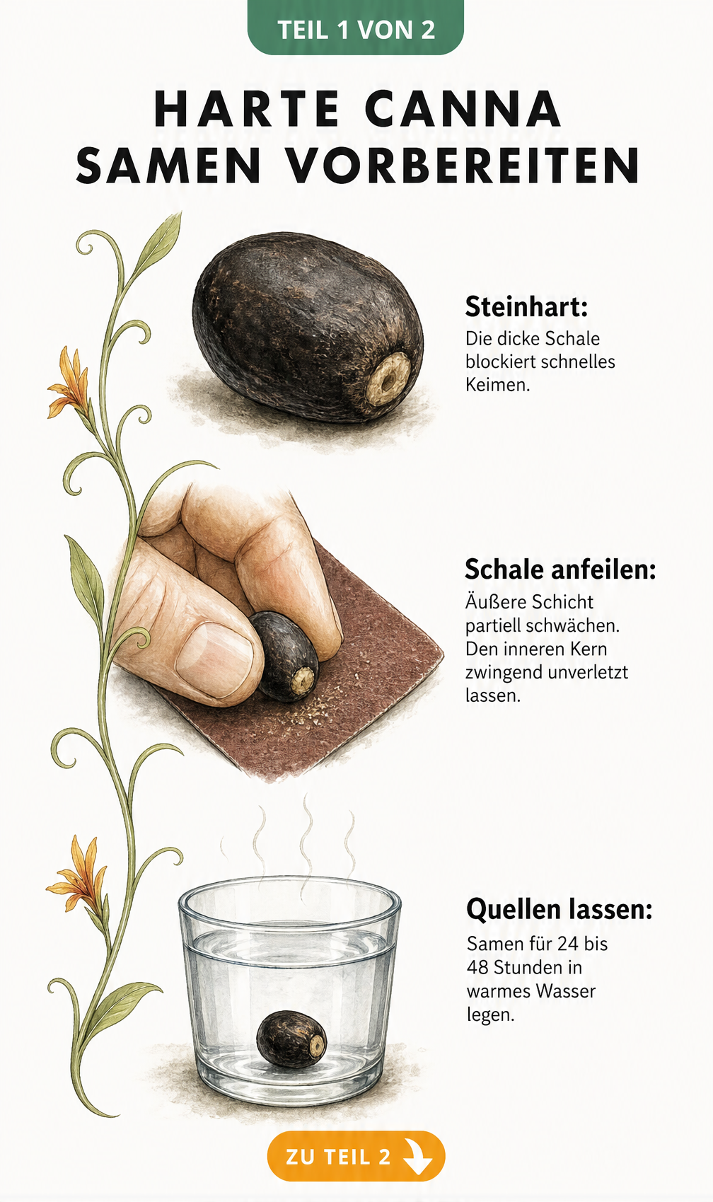 Botanische Illustration eines Canna-Samens, der mit Schmirgelpapier angeraut und in einem Wasserglas eingeweicht wird.