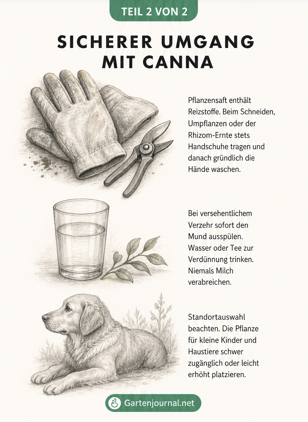 Illustration von Gartenhandschuhen, Wasserglas und Hundesilhouette mit Tipps zum sicheren Umgang mit Canna