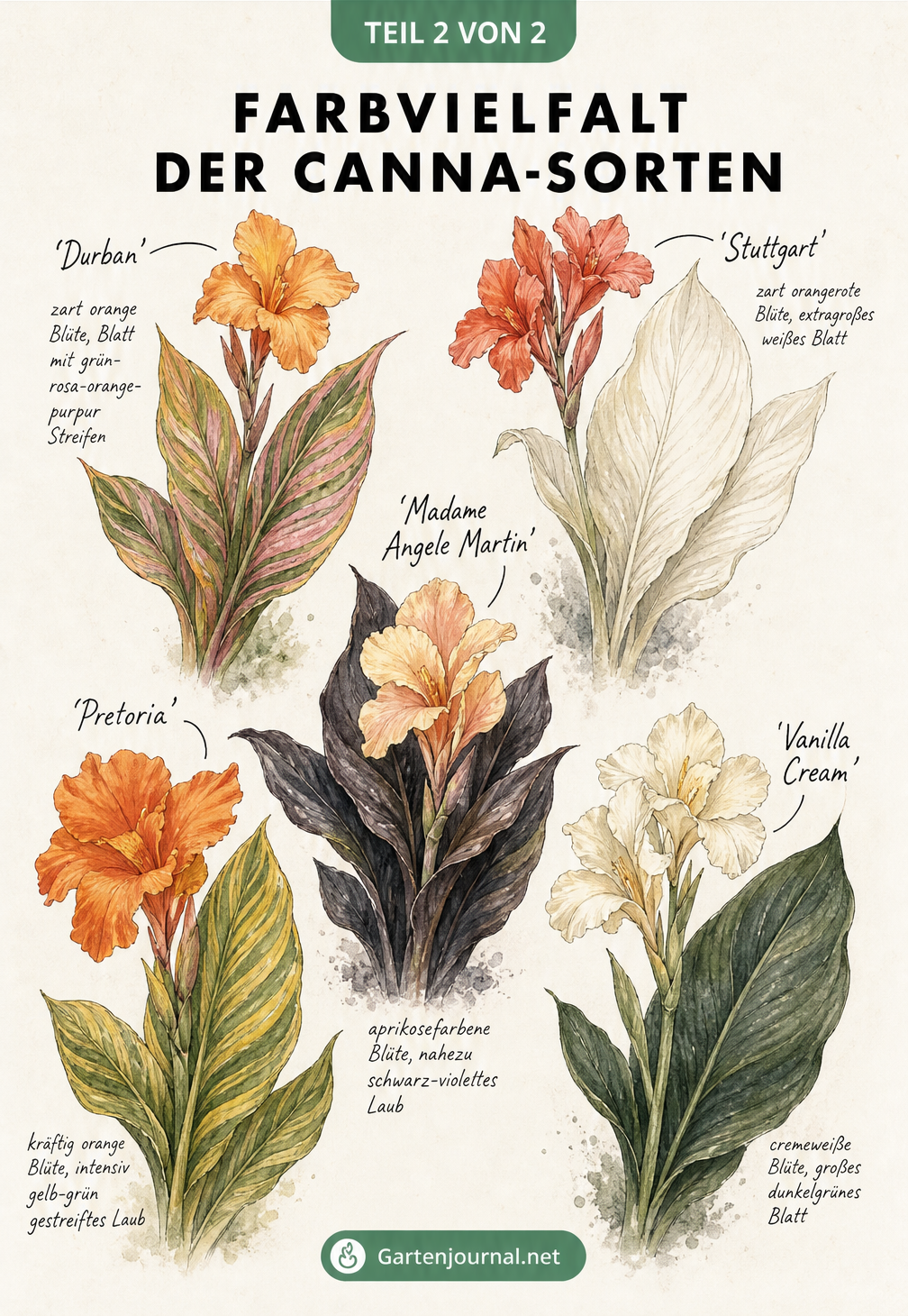 Botanische Lehrtafel mit fünf Canna-Sorten: Durban, Stuttgart, Madame Angele Martin, Pretoria und Vanilla Cream, die ihre unterschiedlichen Blüten- und...